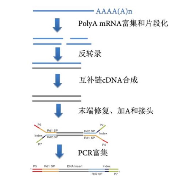 反转录成cdna,获得cdna文库,在cdna片段的两端接上接头,最后用ngs测序