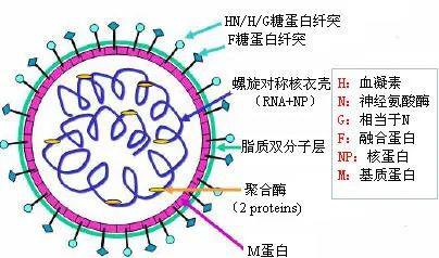 新城疫病毒是ssrna病毒,有包膜.