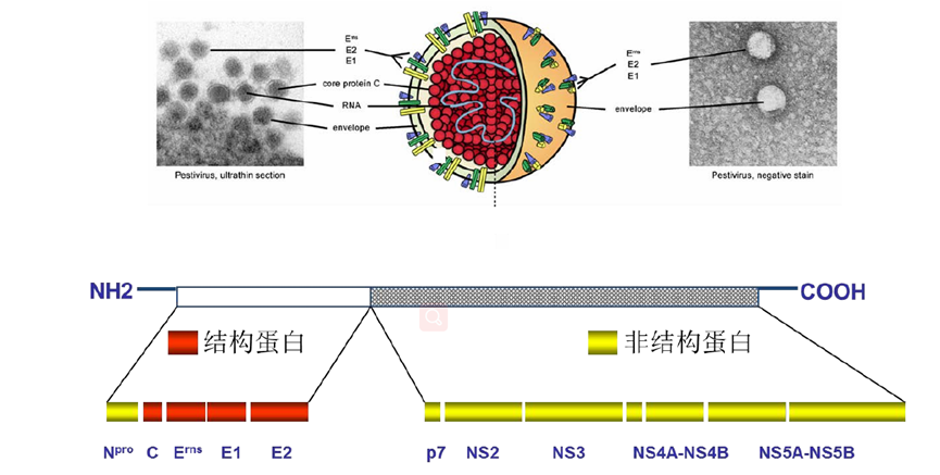 csfv 的电镜及基因组编码蛋白模式图