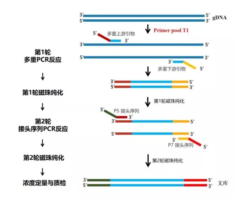 即基於鹼基互補配對原理,設計合成核酸探針,對dna文庫進行基於液相