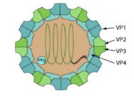 塞内卡病毒图片